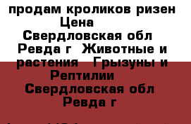 продам кроликов ризен › Цена ­ 500 - Свердловская обл., Ревда г. Животные и растения » Грызуны и Рептилии   . Свердловская обл.,Ревда г.